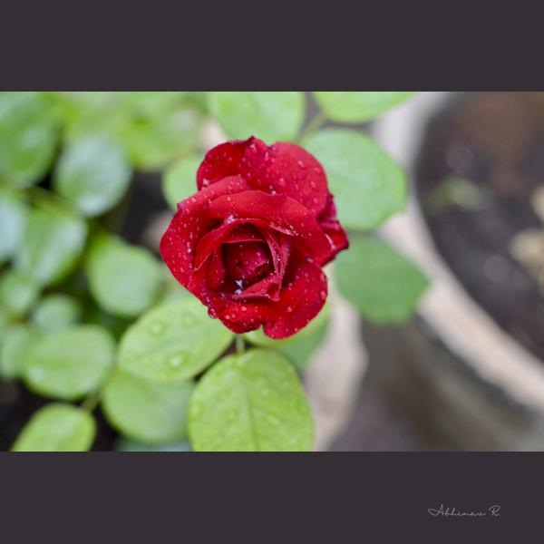 Crimson Devotion - Dining Room Wall Art