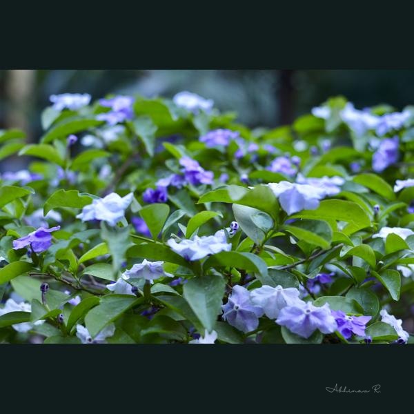 Blooms of Devotion - Dining Room Wall Art