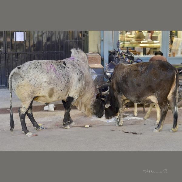 Sacred Encounters: Cows in an Indian Street - Dining Room Wall Art