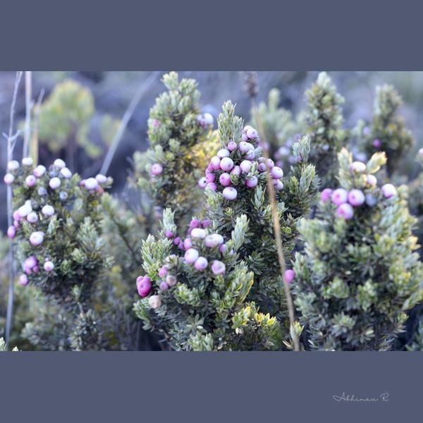 Alpine Plant in Bloom - Alpine Photography