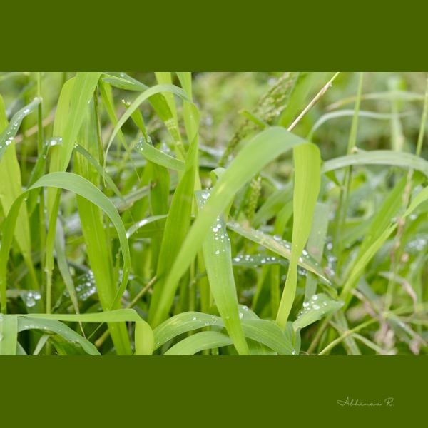 Water Droplets on Grass - Grass Photography