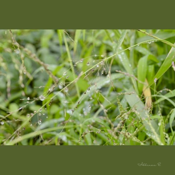 Dewdrops on Grass - Grass Photography
