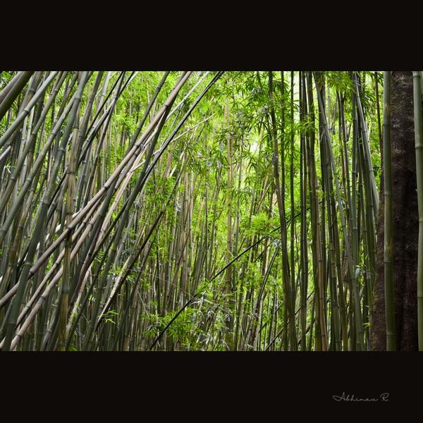 Bamboo Forest - Forest Photography