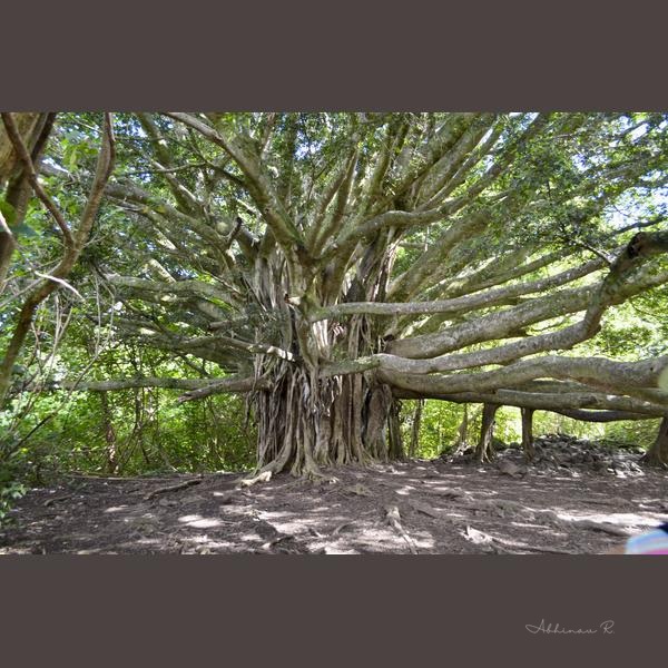Majestic Banyan Tree - Tree Photography