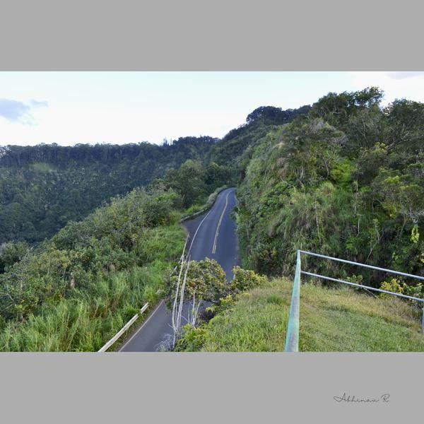 Winding Road Through Lush Forest - Forest Photography
