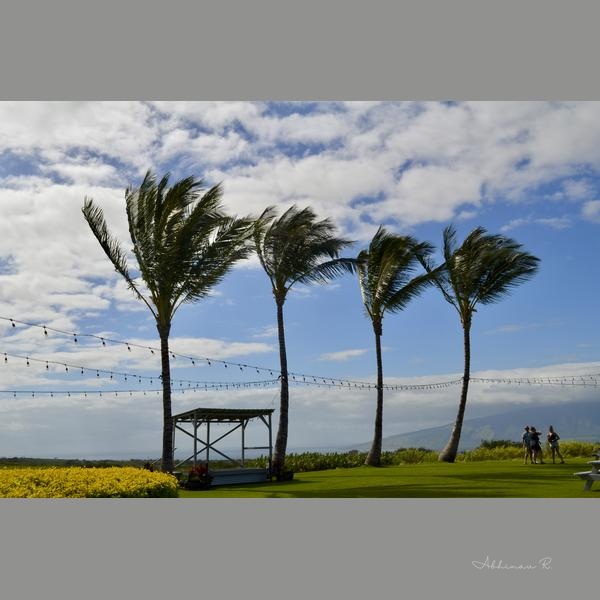 Windswept Palms - Wind Photography