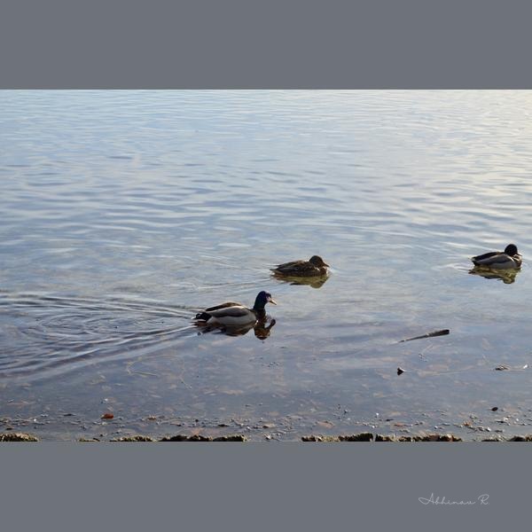 Ducks on Calm Water - Photography from Settle