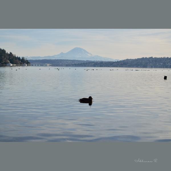 Serene View of Mount Rainier - Landscape in Settle