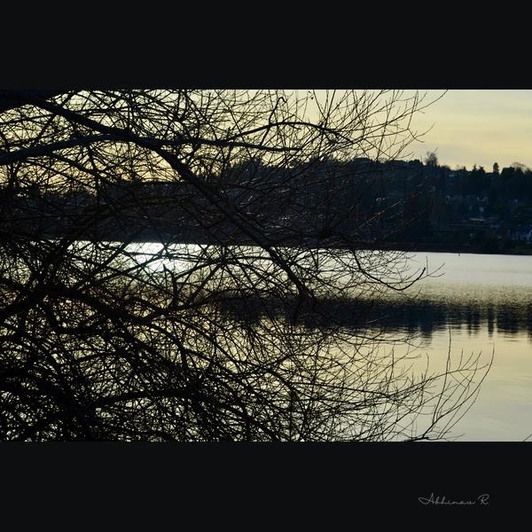Silhouette of Trees by the Lake - Landscape in Settle