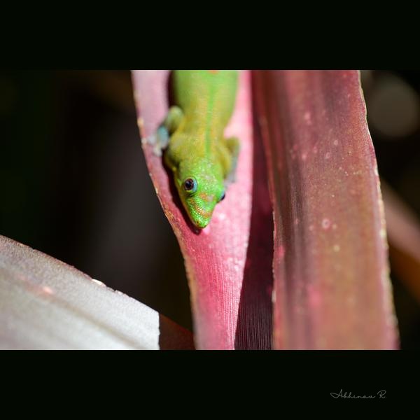 Gold Dust Day Gecko - Yellow Photography