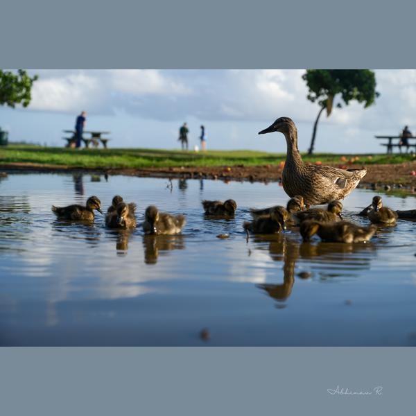 Duck Family in Oahu - Yellow Photography