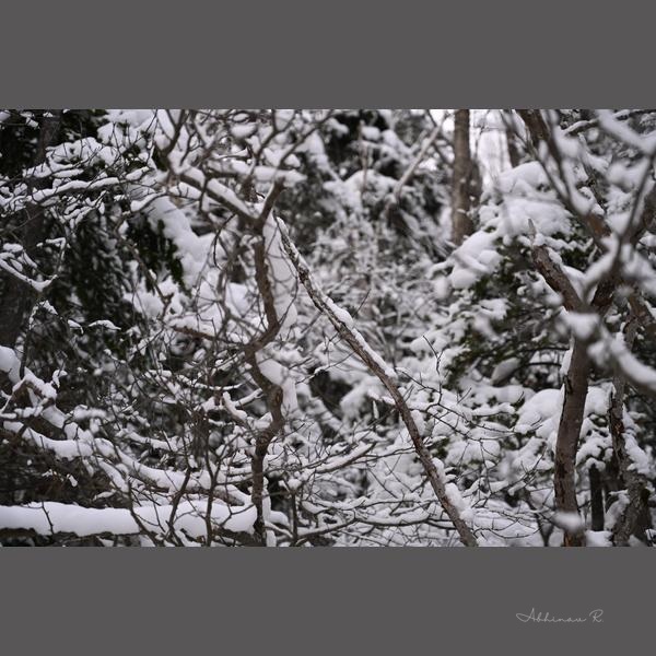 Snowy Forest - Forest Photography