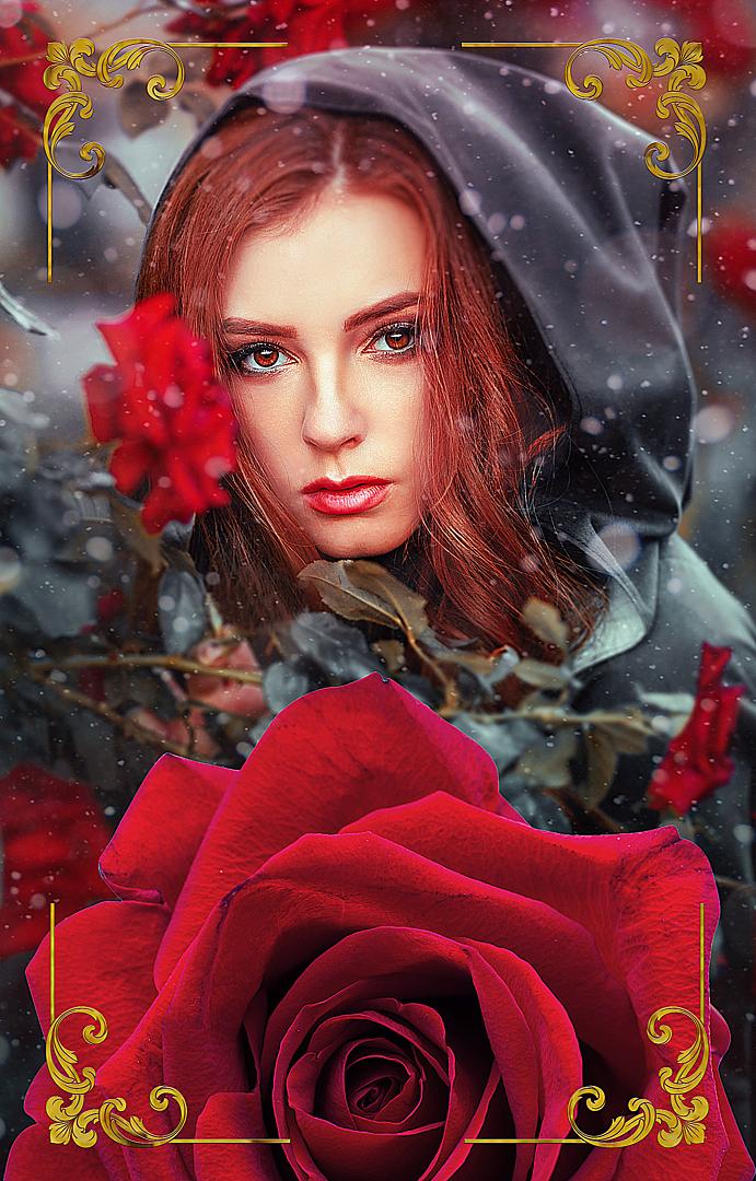 Survival of the Rose - Book cover