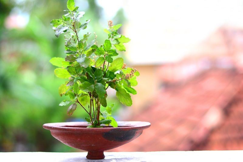 tulsi_plant (1).jpeg