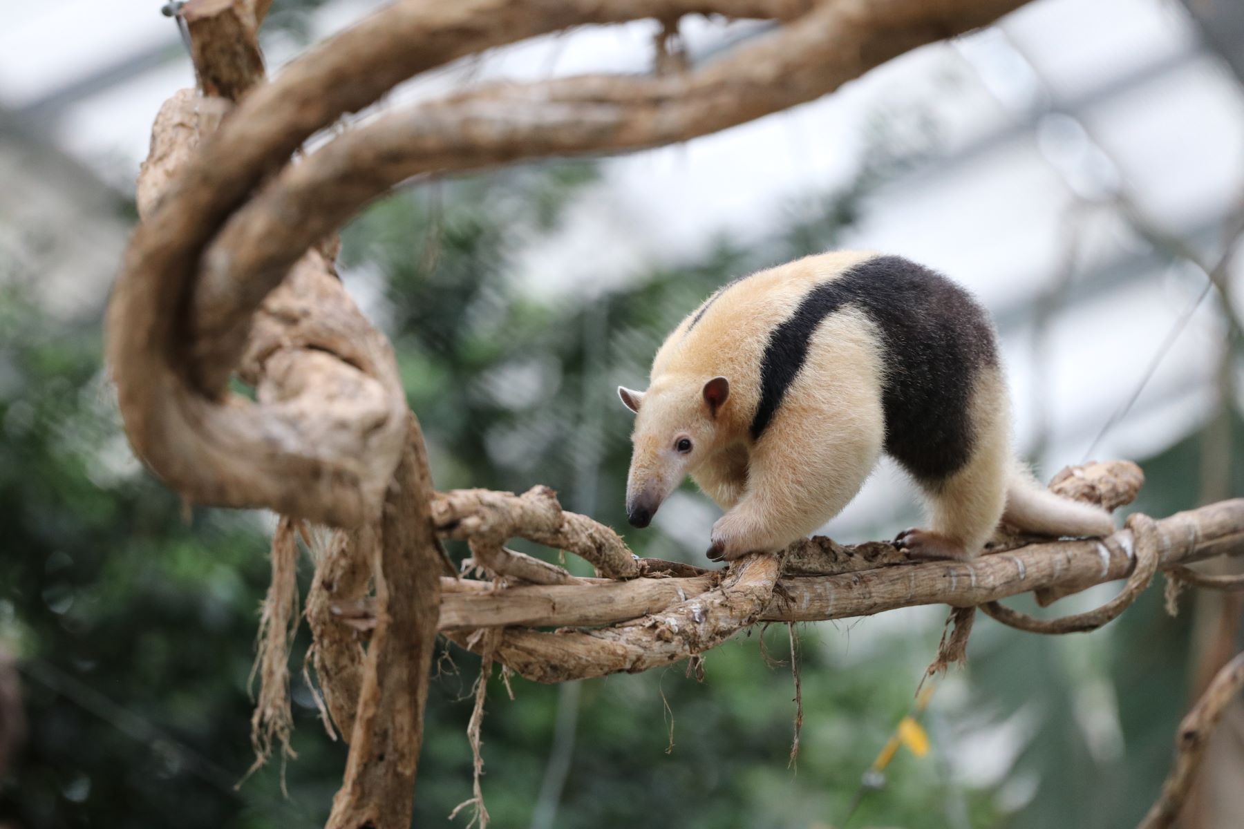 ミナミコアリクイ