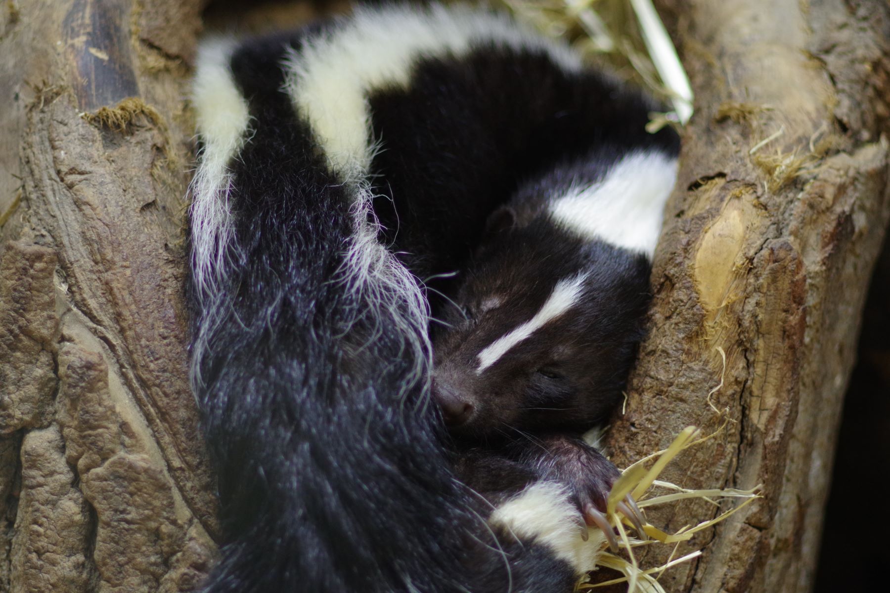 1712825044861animal_inside_roc