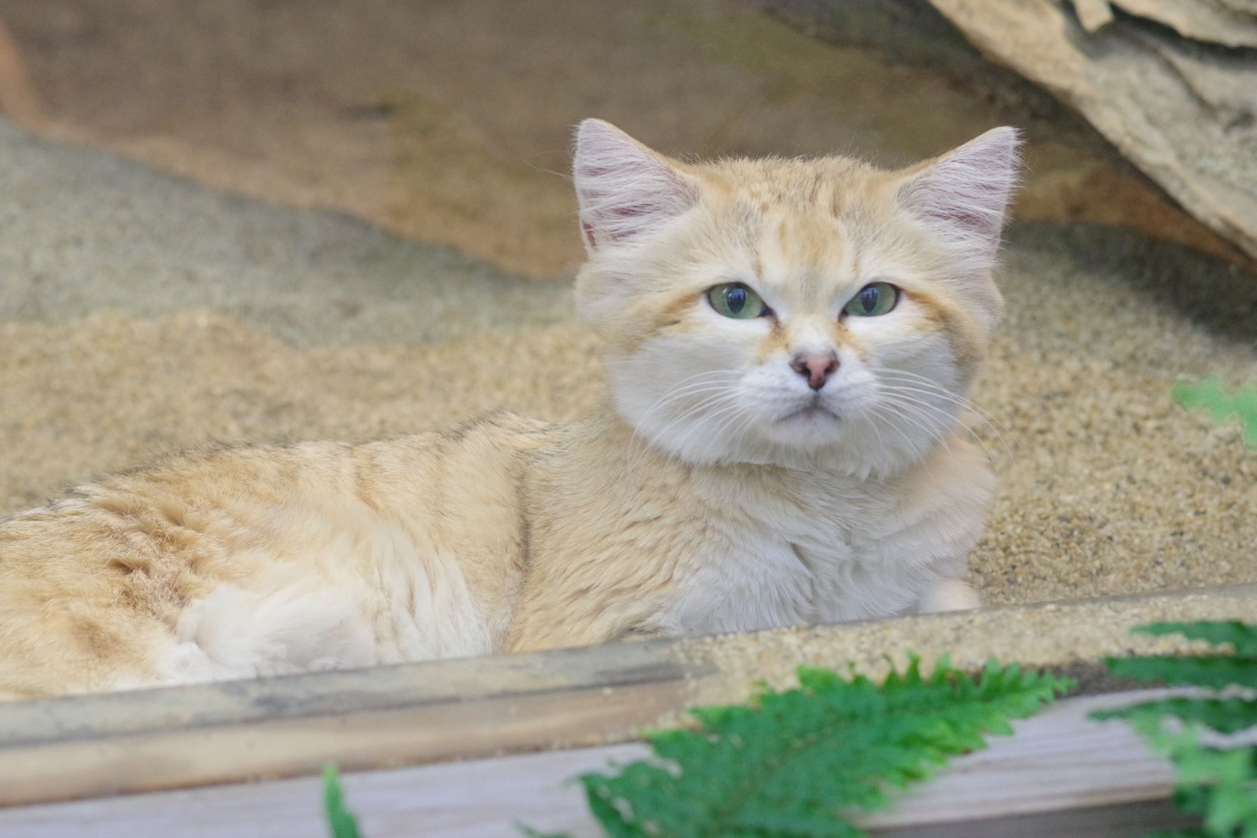 スナネコ様 ページ 神戸どうぶつ王国
