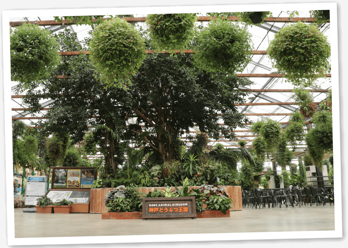 Animal kingdom banner