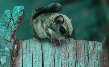 Animal kingdom banner