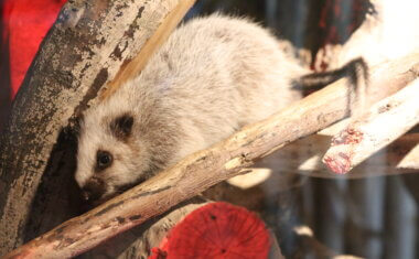 Animal kingdom banner