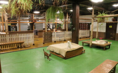 Animal kingdom banner