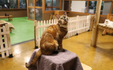 Animal kingdom banner