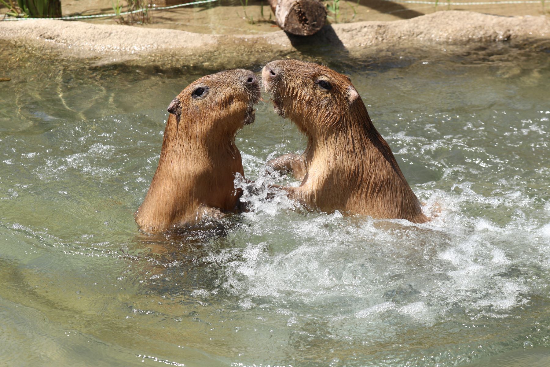 Animal kingdom banner
