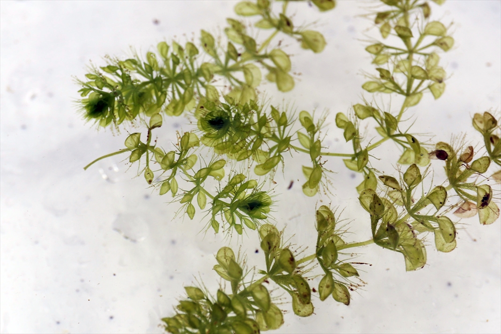 Animal kingdom banner