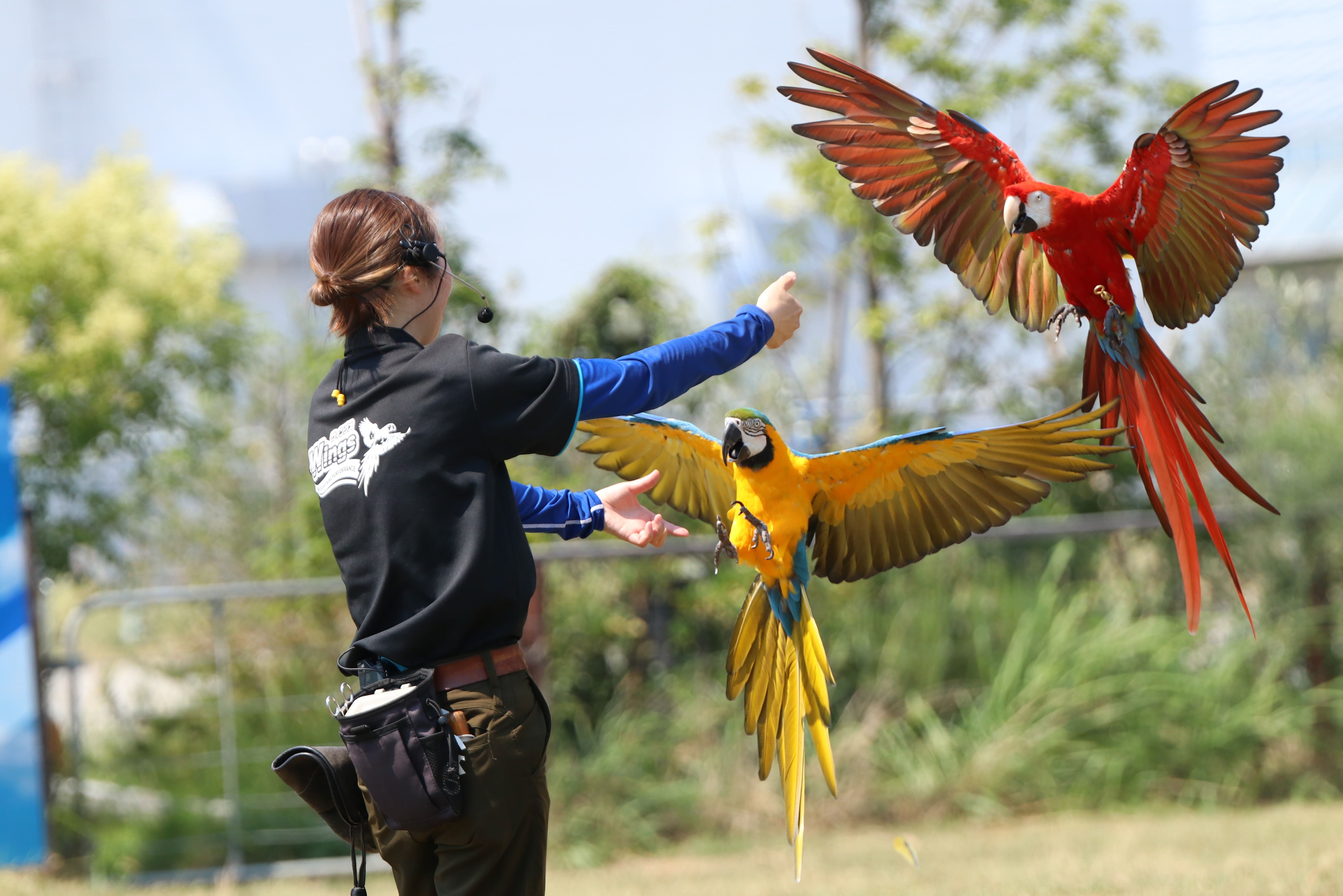 Wings(ウィングス)～フリーフライトバードパフォーマンス～