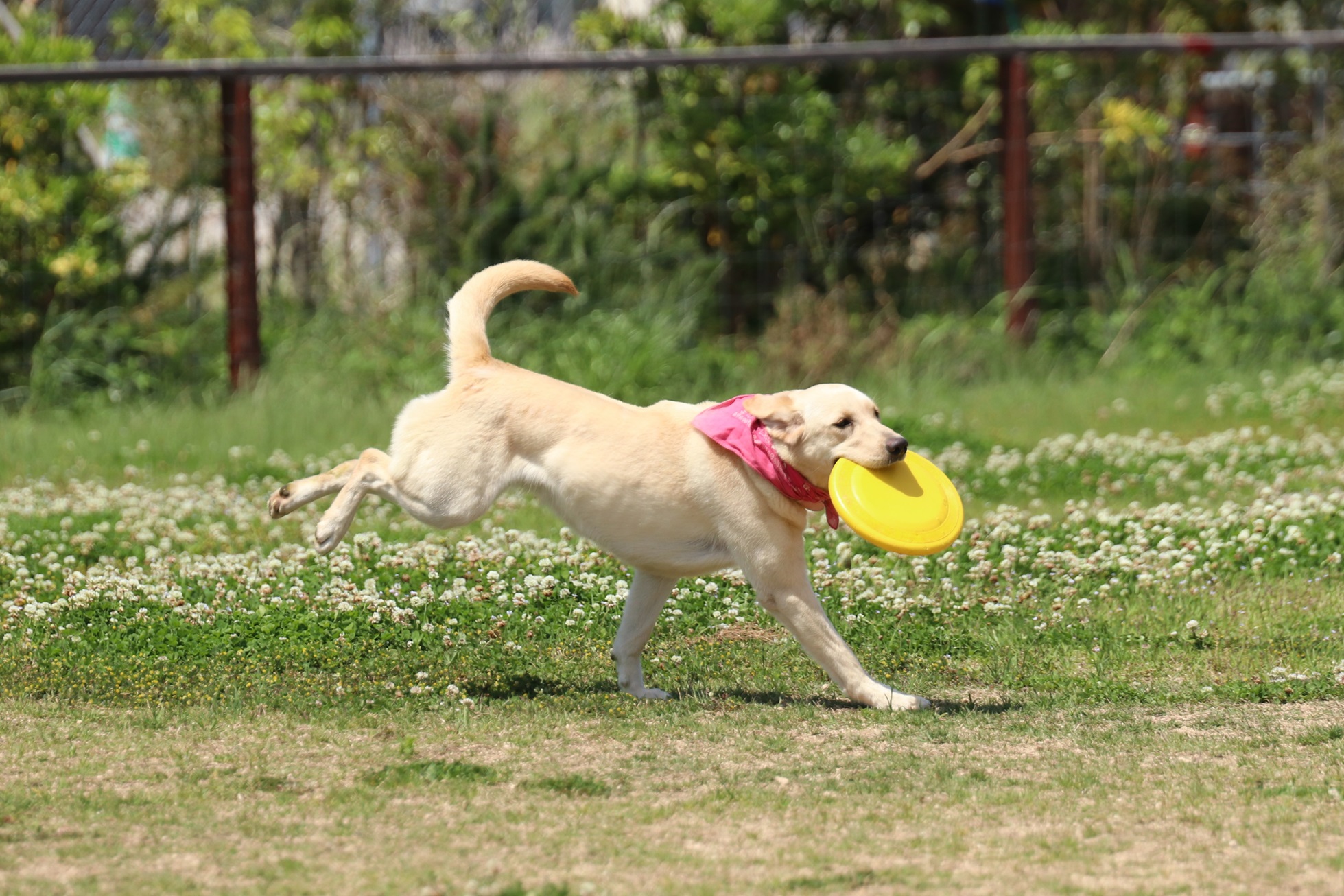 ラブラドールレトリバー