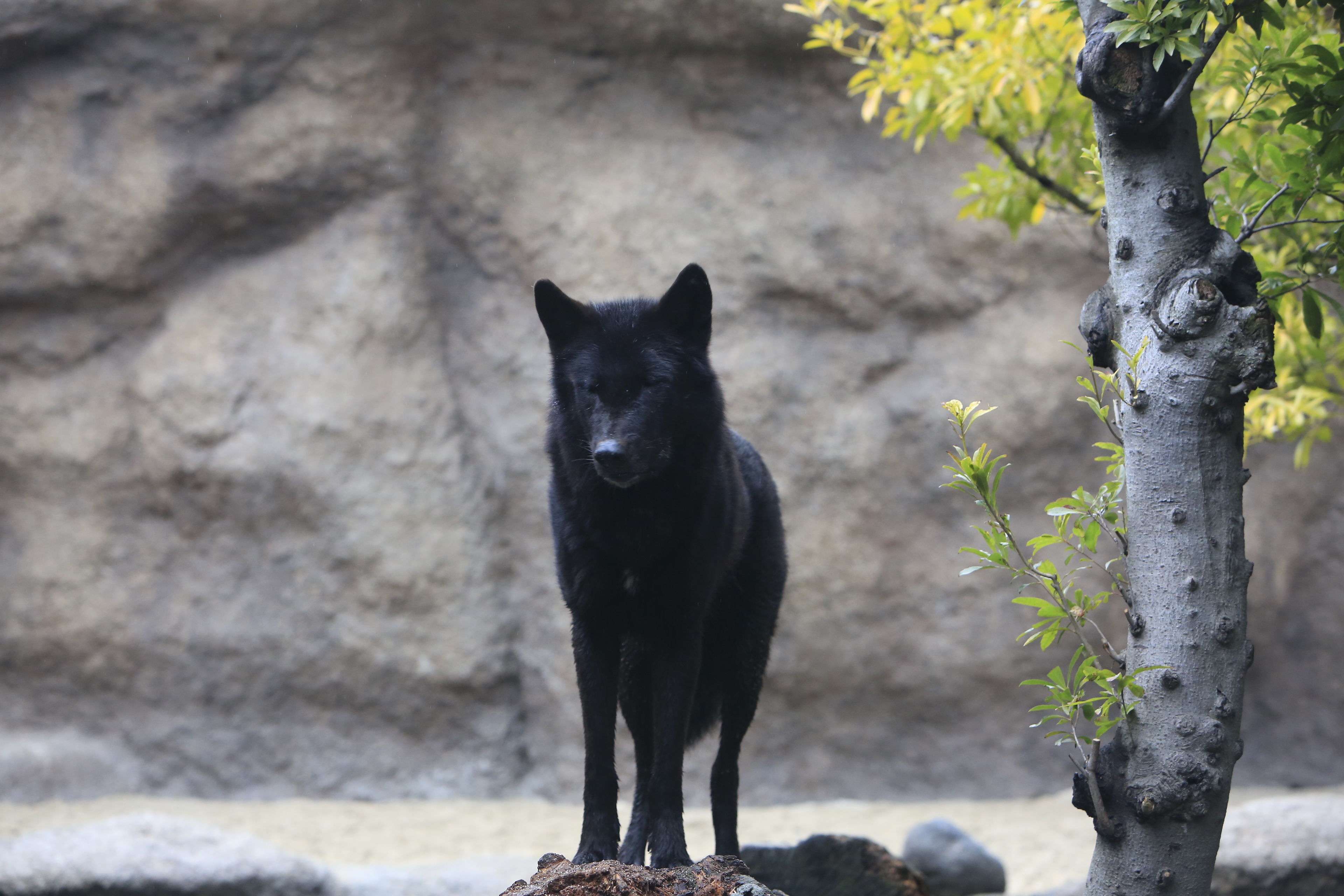 Animal kingdom banner