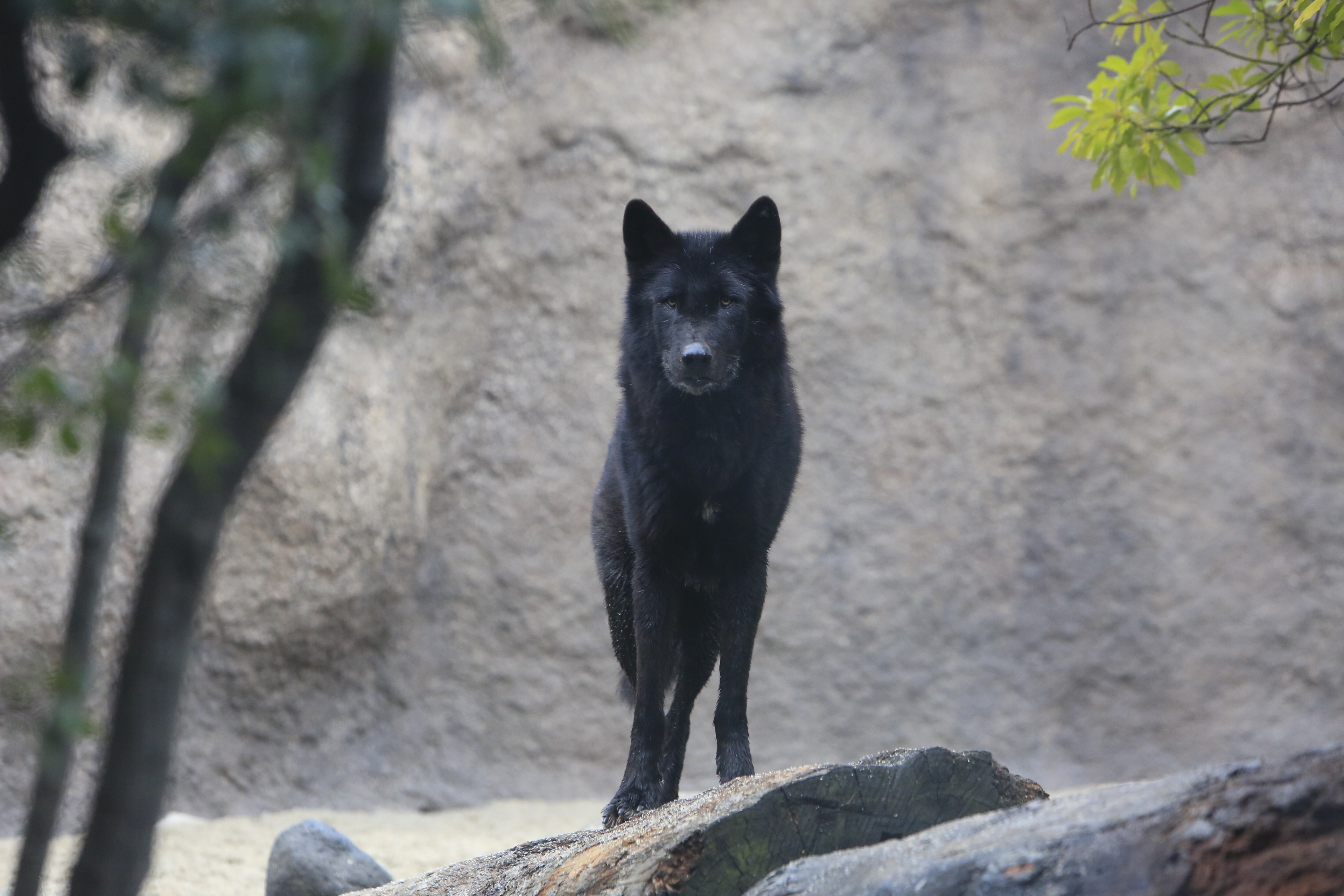 Animal kingdom banner