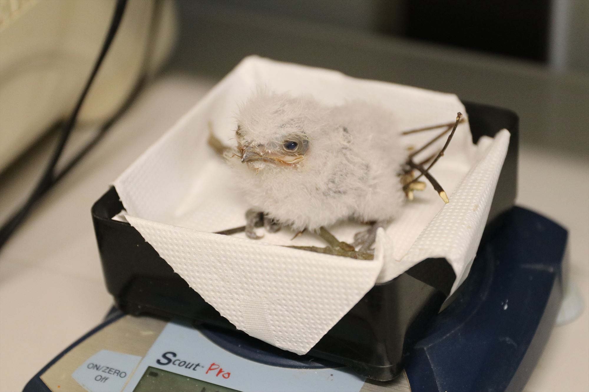 Animal kingdom banner