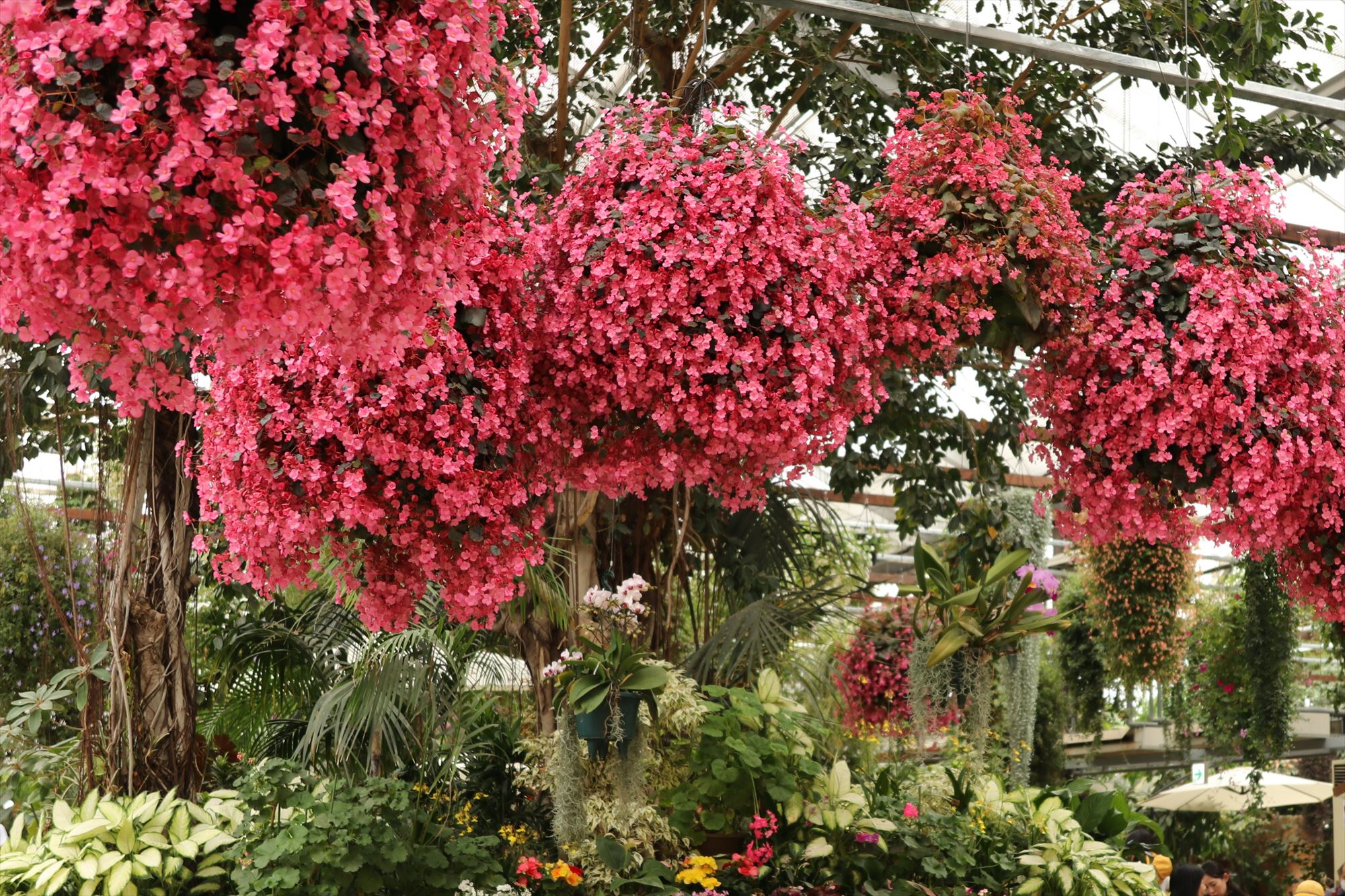 Animal kingdom banner