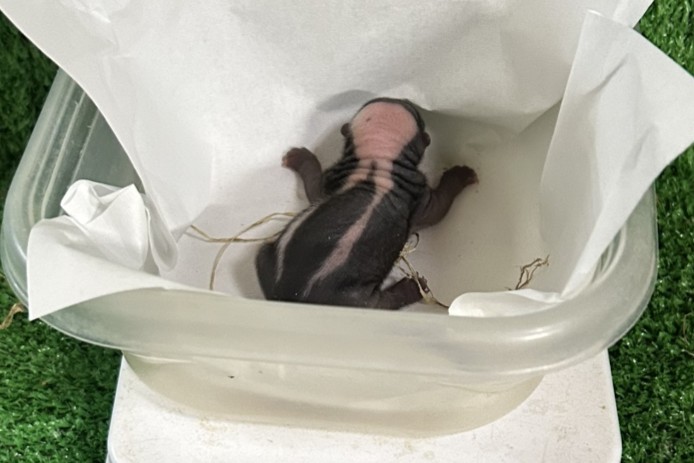 Animal kingdom banner