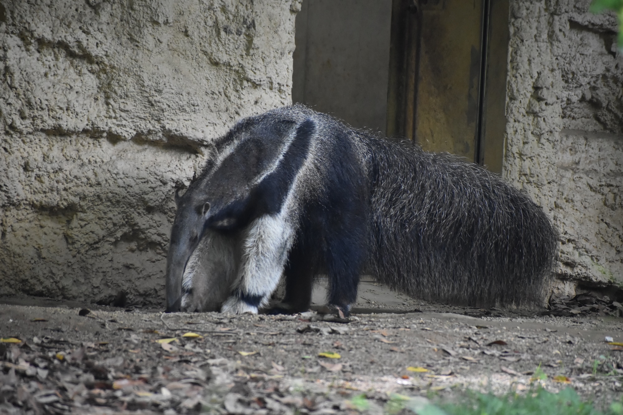 Animal kingdom banner