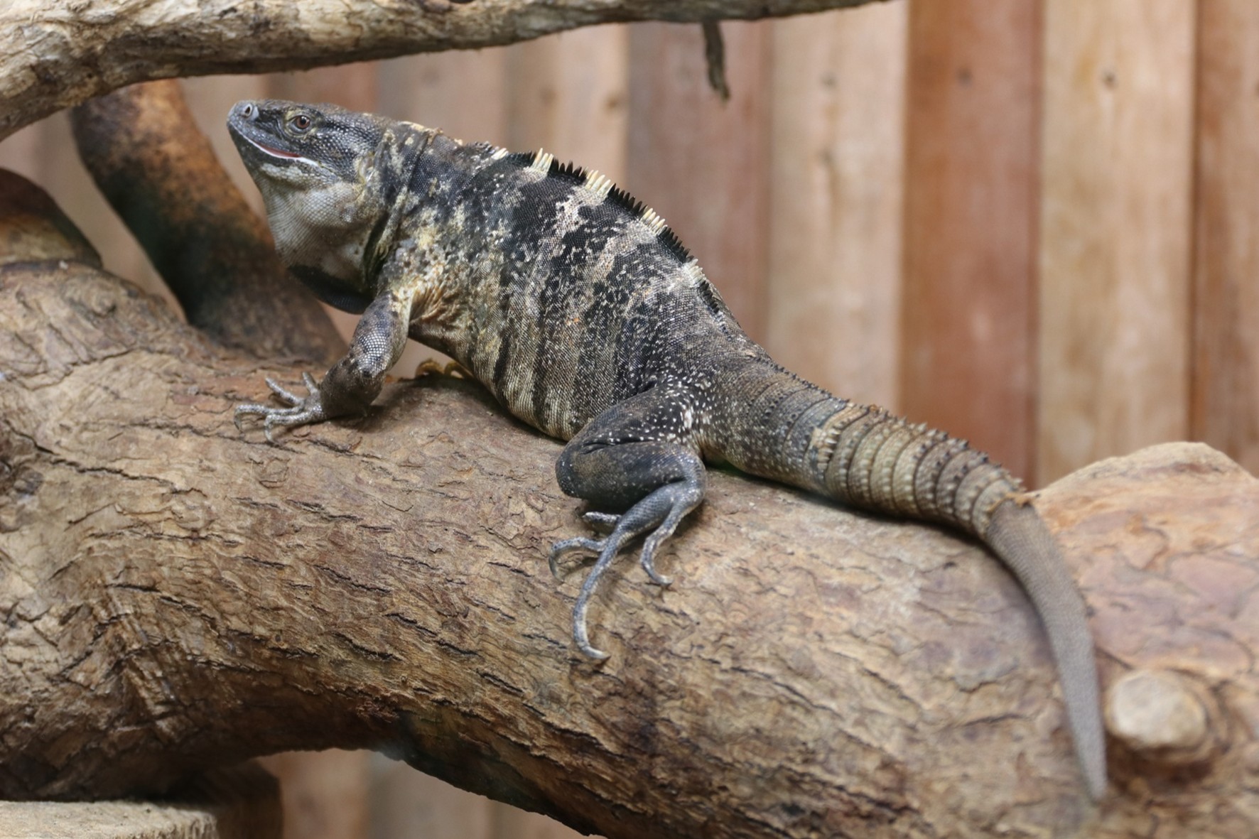 クシトゲオイグアナ