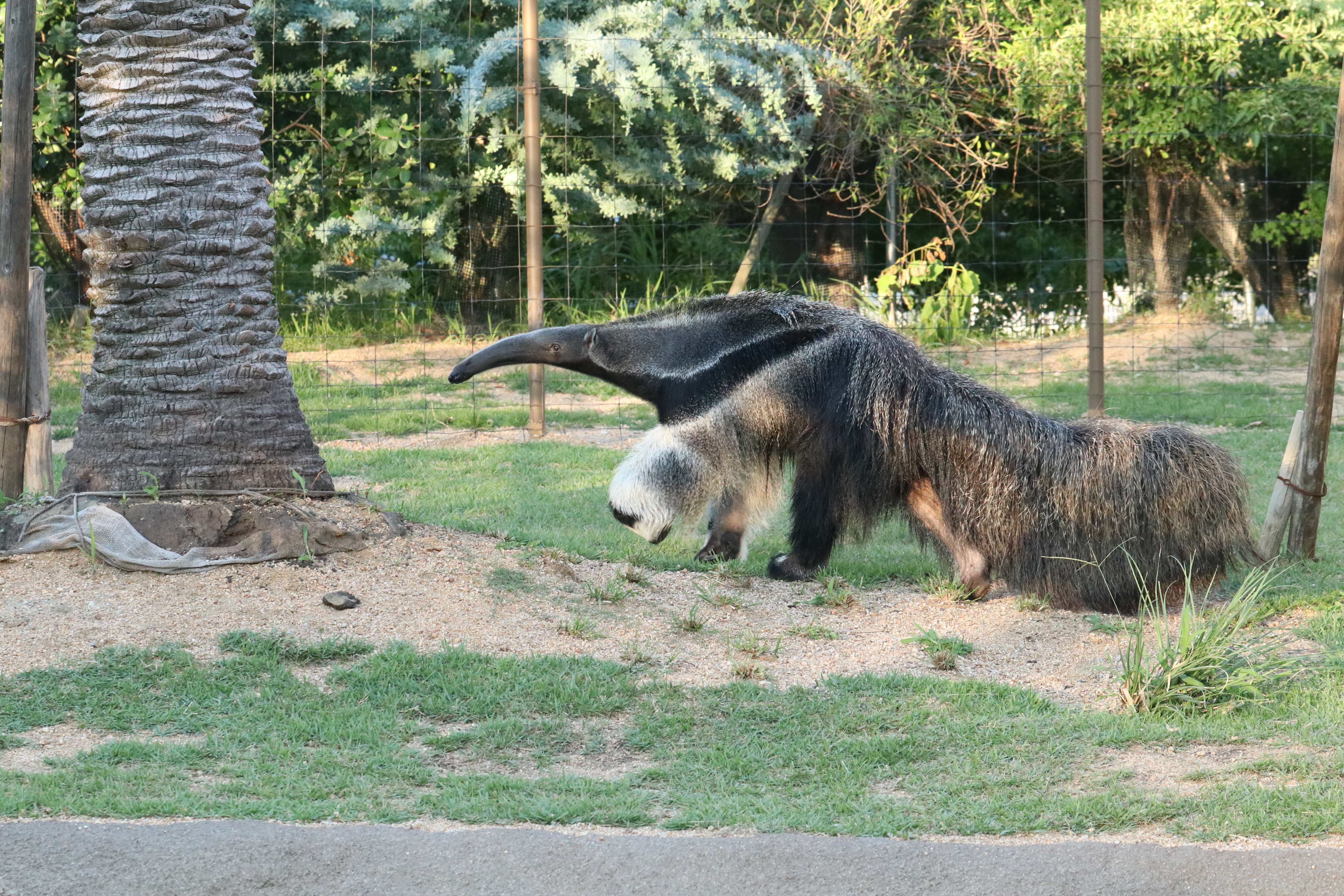 Animal kingdom banner