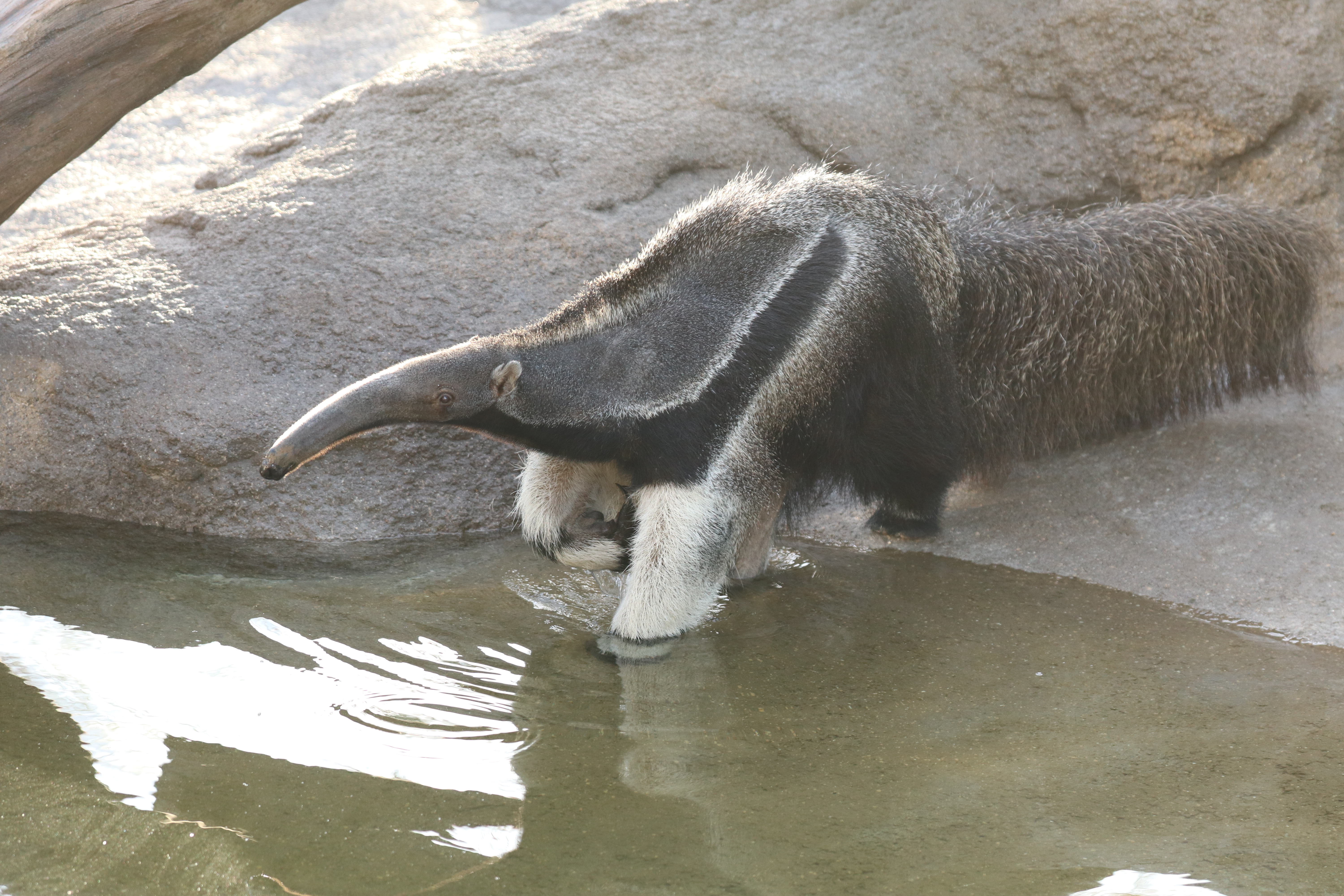 Animal kingdom banner