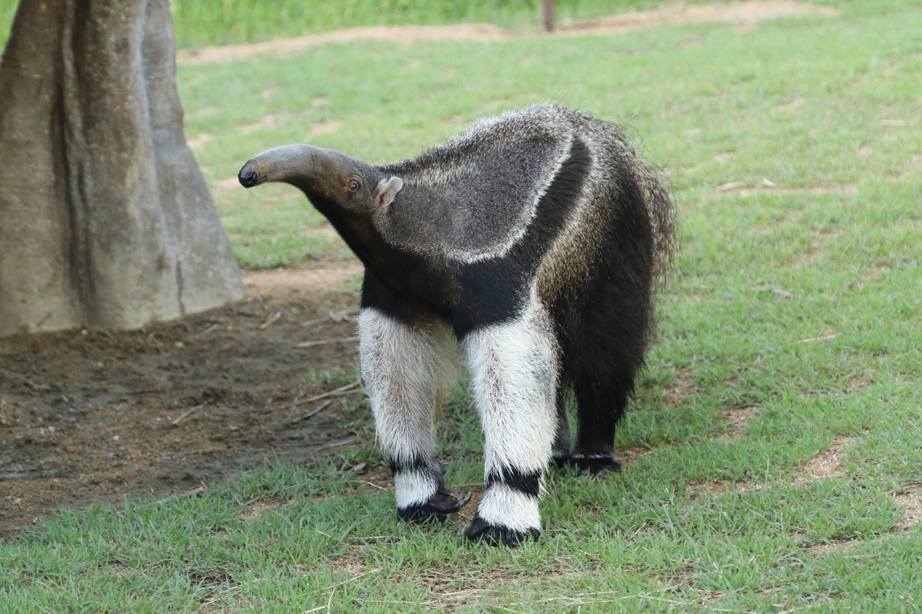 Animal kingdom banner