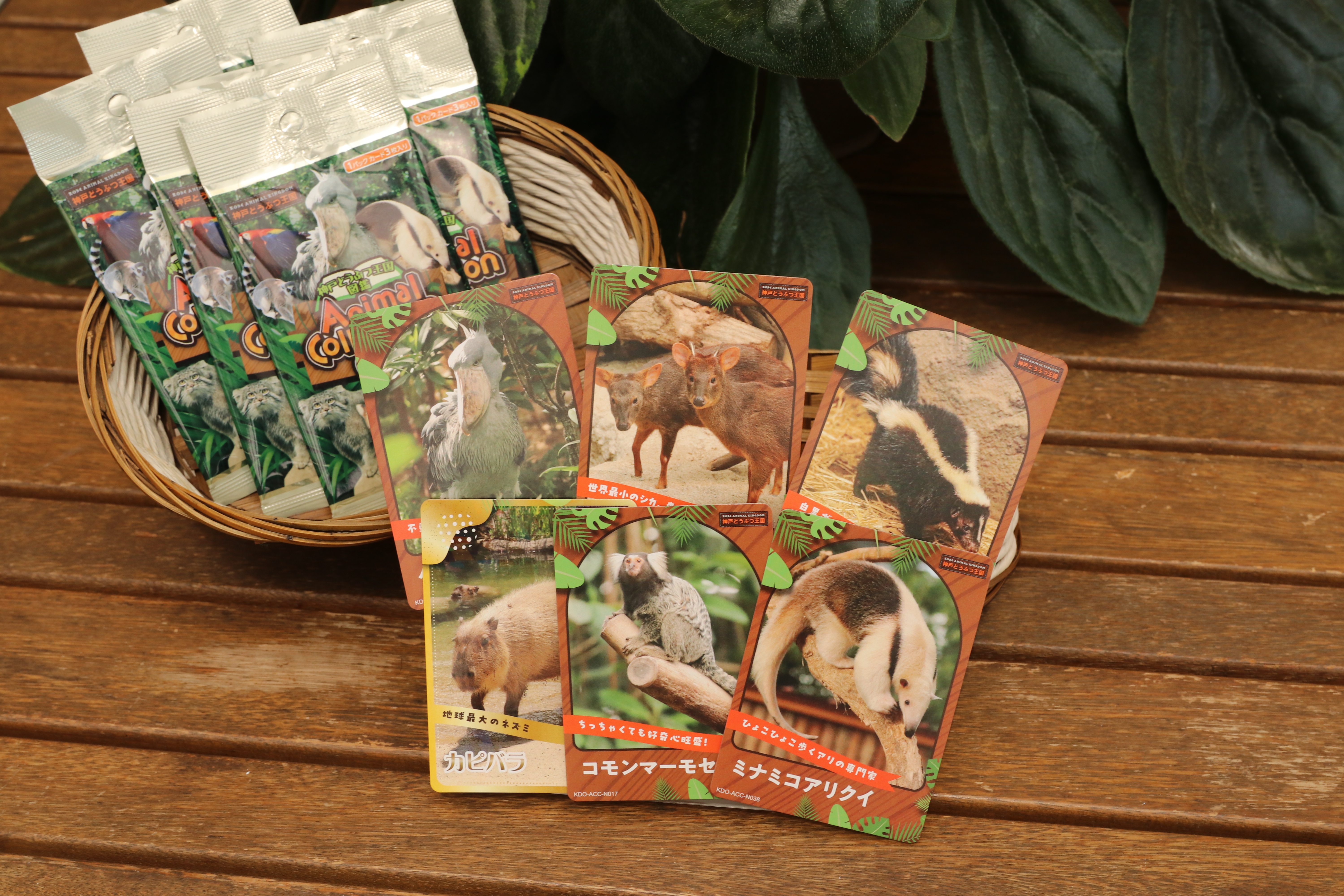 【必見!】貴重生物11匹セット 1754025256097IMG_4490.JPG