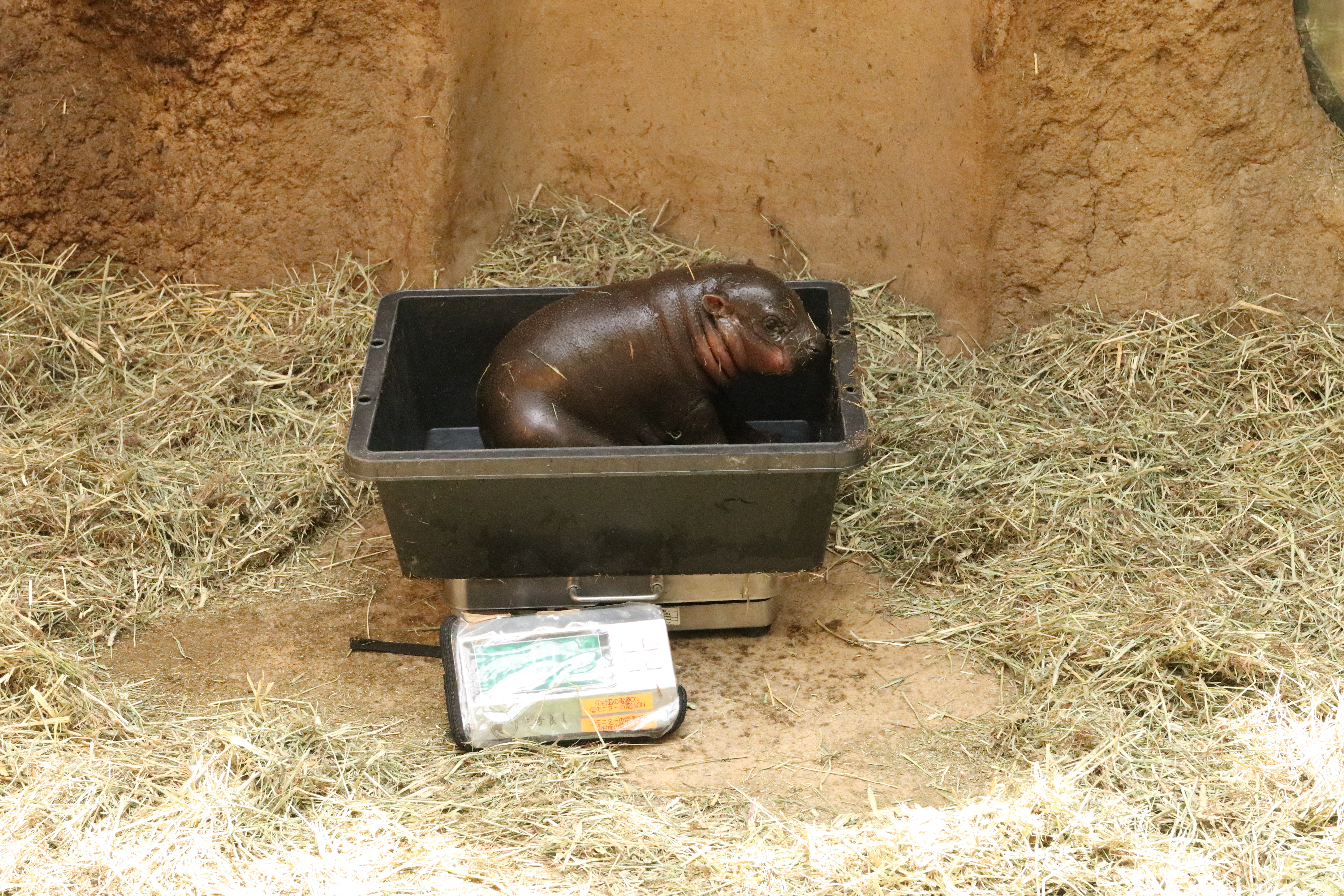 Animal kingdom banner