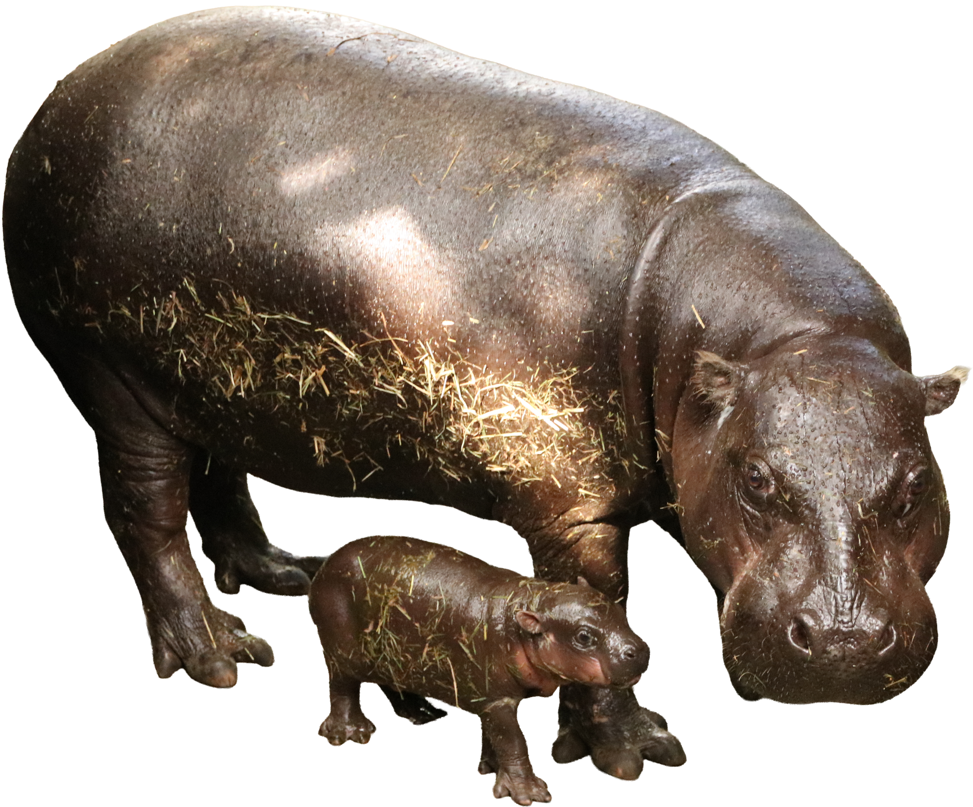 Animal kingdom banner