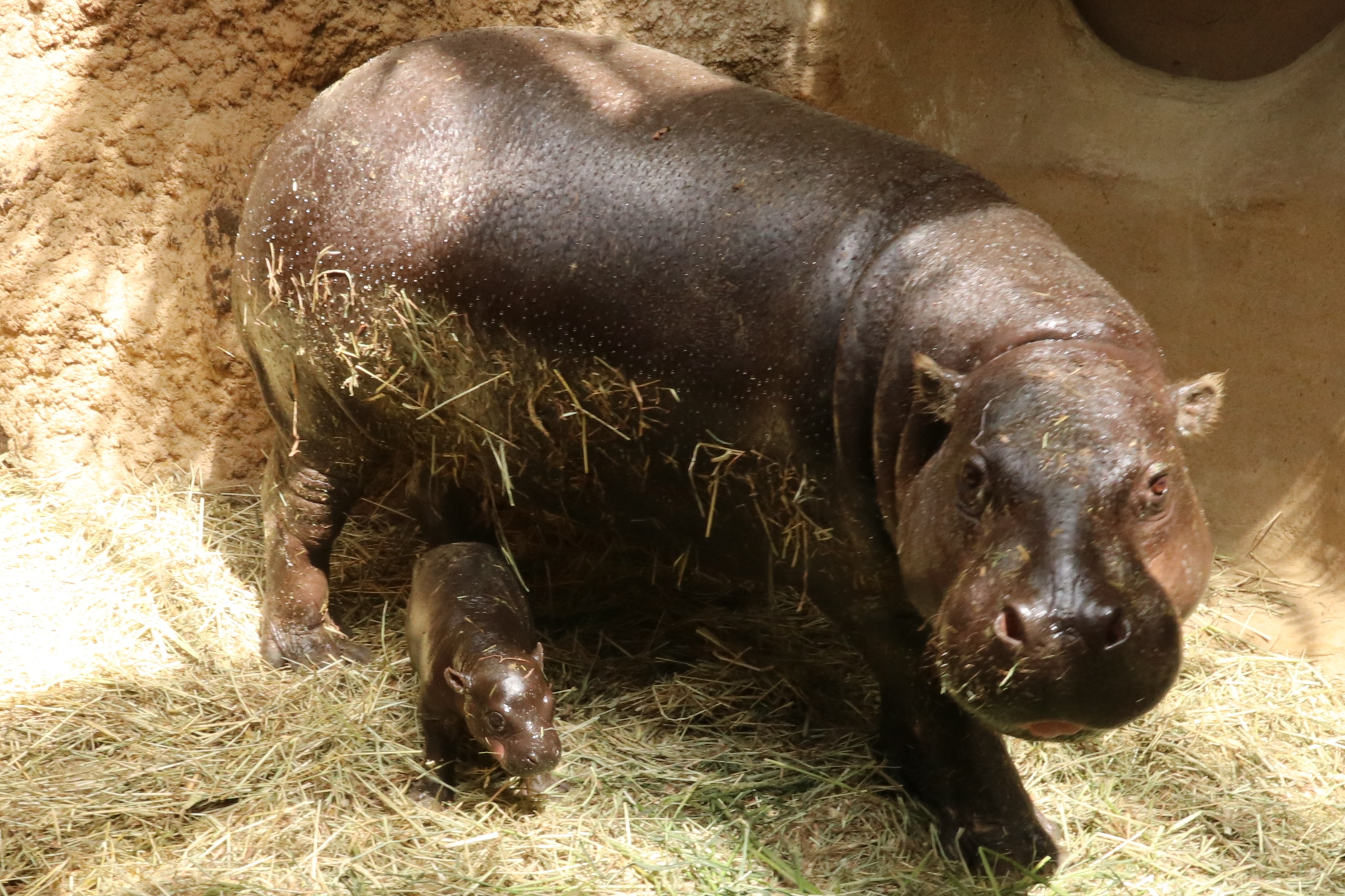 Animal kingdom banner