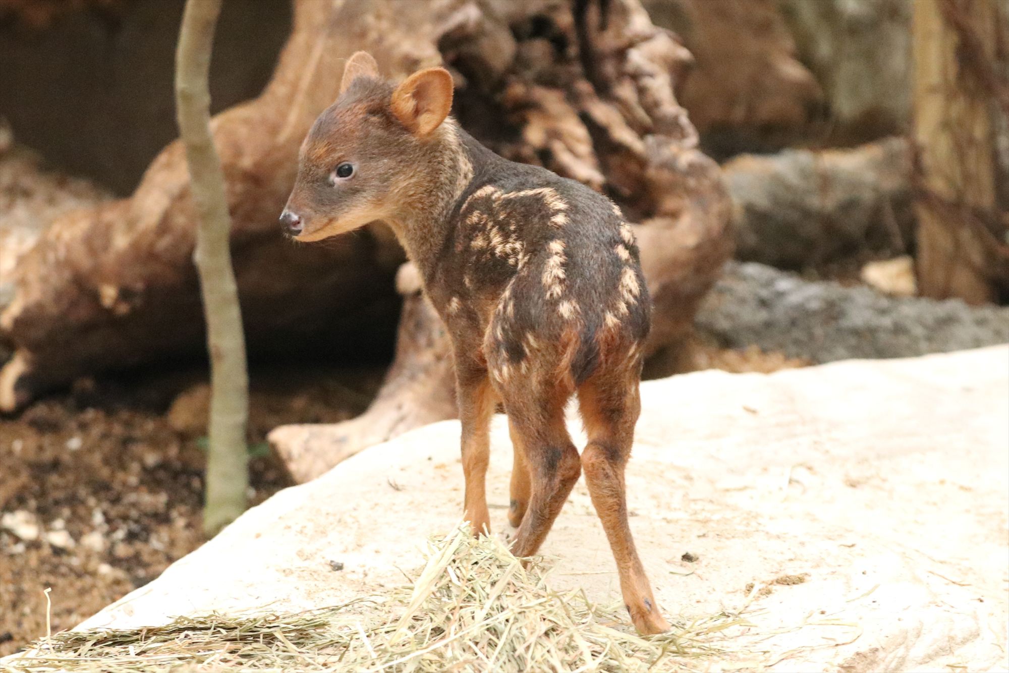 Animal kingdom banner