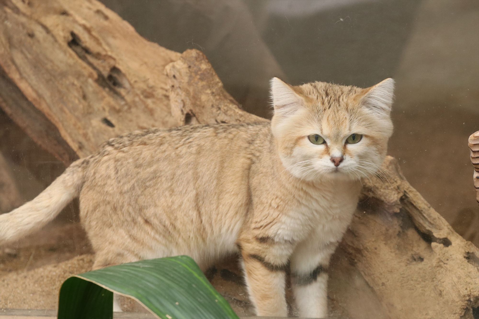 Animal kingdom banner
