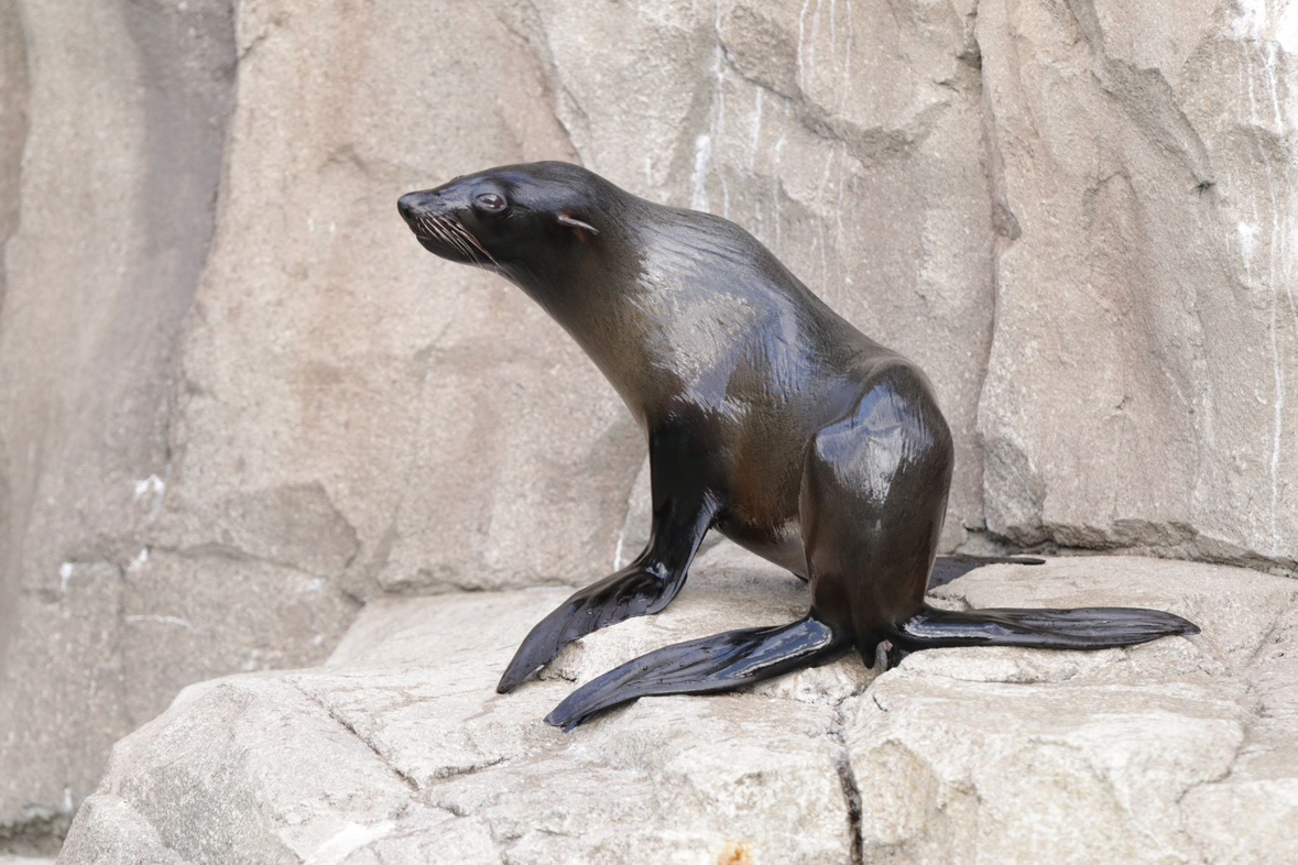 Animal kingdom banner
