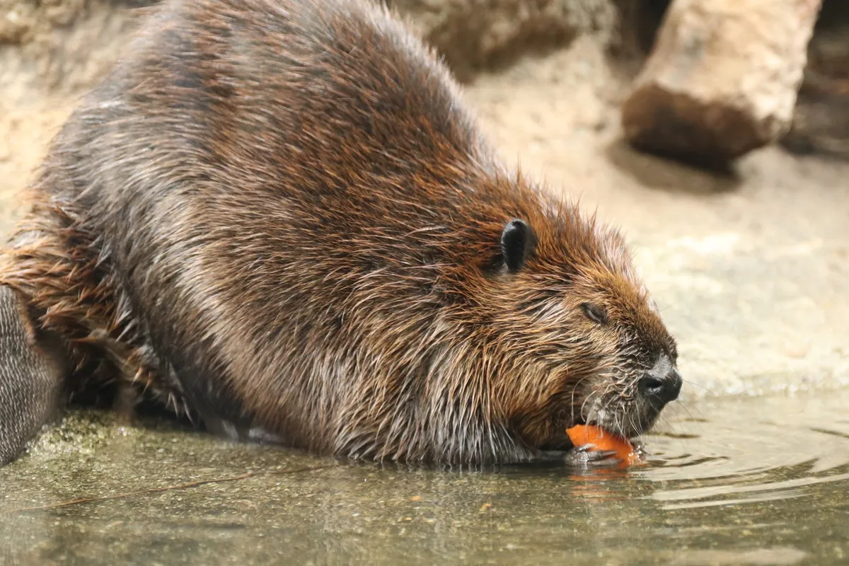アメリカビーバー