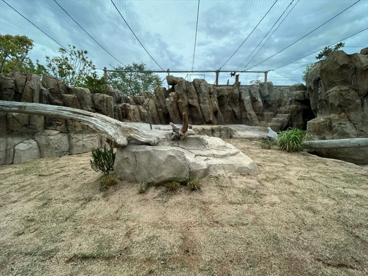 Animal kingdom banner