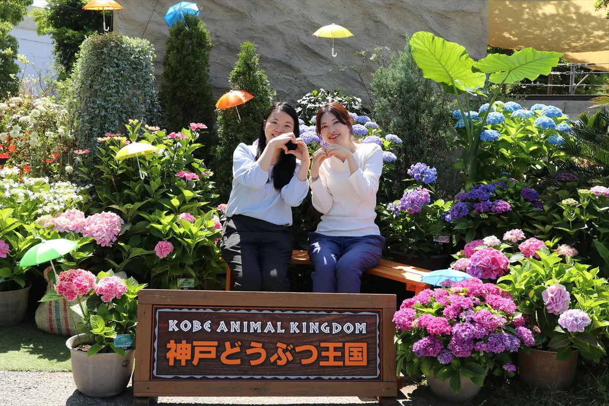 Animal kingdom banner